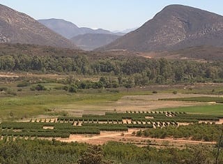 Vineyard row orientation (Part 1) – canopy light and temperature