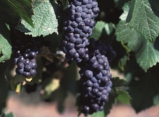 Adjustments of Pinot noir winemaking