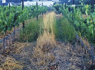“Weed” species suitable for cover crop management in vineyards