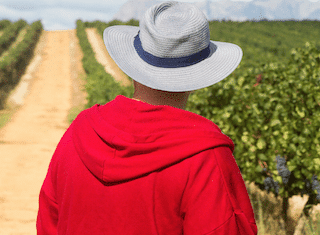 Stats SA set to conduct Census of Commercial Agriculture (CoCA)