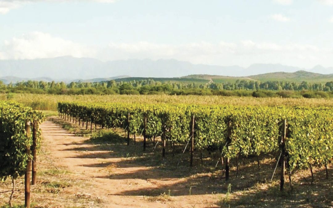 Vineyard row orientation (Part 2) – inter-row wind and canopy humidity