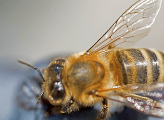 Farmers and beekeepers take hands to ensure a better future for honey bees