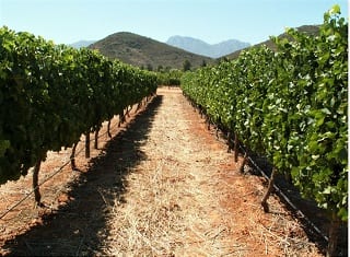 Vineyard row orientation (Part 3) – canopy physiology