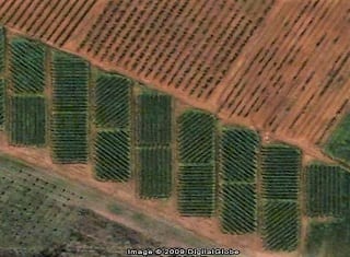 Vineyard row orientation (Part 4) – growth and yield