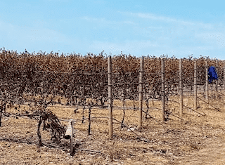 Hamilton Russell loses roughly 10% of its vineyards in Hemel-en-Aarde inferno