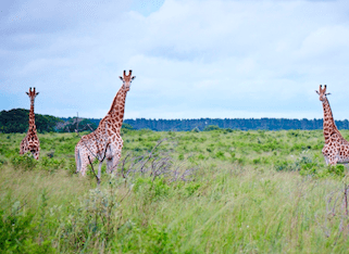 Protecting our world’s water factories – how the forest products sector is leading the way