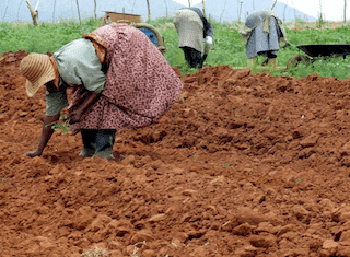 Standard Bank welcomes government’s R3 billion support for smallholders