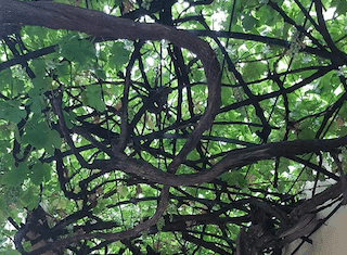 The incredible story of ‘The Old Lady’: 250-year old fruit-bearing vine in CT’s Company Gardens
