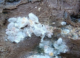 Strategy for the control of mealybug in South African vineyards