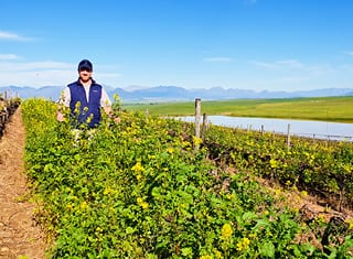 Gen-Z cover crop demo plots – results and findings from the 2018 season