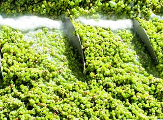 Amino acids in South African grape musts (Part 1): Composition and profiles