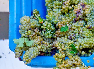 A new era for wine grape yield estimation
