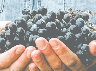 Call for Entries BRIT/FIVS International Sustainable Wine-growing Competition