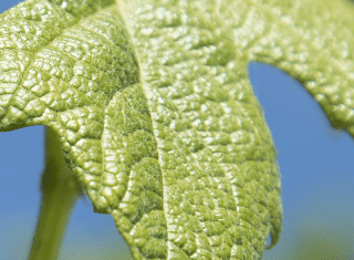 Intervitis Interfructa: New future-oriented strategy