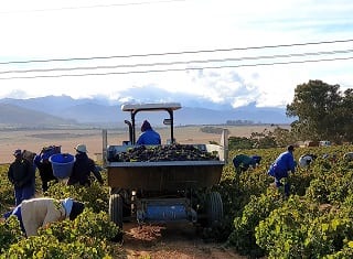 Vinpro Production Plan survey: The 2018 vintage