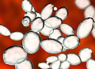 Thiol-releasing and low VA-forming hybrid wine yeasts