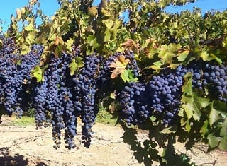 Vineyard lifetime – protection of a valuable asset
