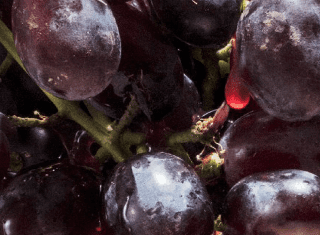 Better Grapes Wine Fair highlights real progress in the South African wine industry