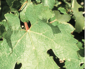 It’s time to have the cultivar conversation
