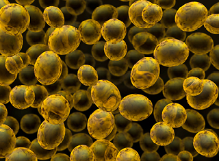 Chenin blanc and Pinotage fermentations with South African Torulaspora delbrueckii yeast isolates