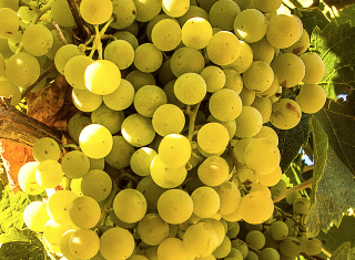 Chenin makes a splash
