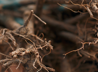 R50 million emergency funding for drought stricken farms in the Western Cape
