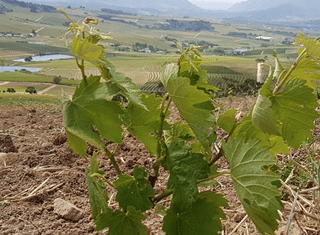 Into the unknown: The commercial viability of lesser-known varieties in SA