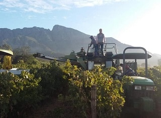 Vinpro Production Plan survey: The 2019 vintage – the wheels have started turning for producers in the South African wine industry