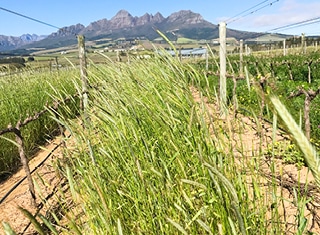 Highlights of the 2019 Gen-Z cover crop demos