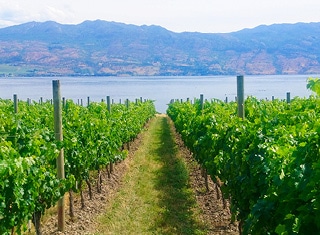 Feedback from the 11th International Workshop on Grapevine Trunk Diseases