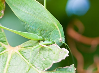 Katydid ecology in vineyards