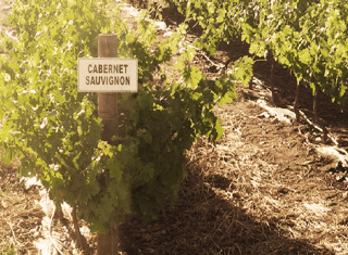 Nederburg granted WWF Conservation Champion status for water stewardship