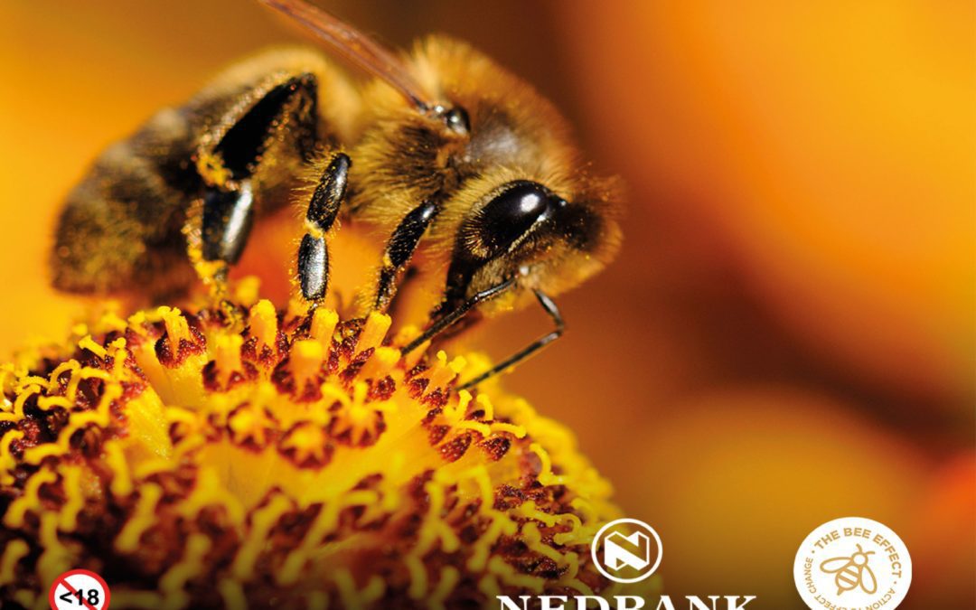 Nedbank & Boland Cellar gives Boland Trees for Bees initiative new buzz