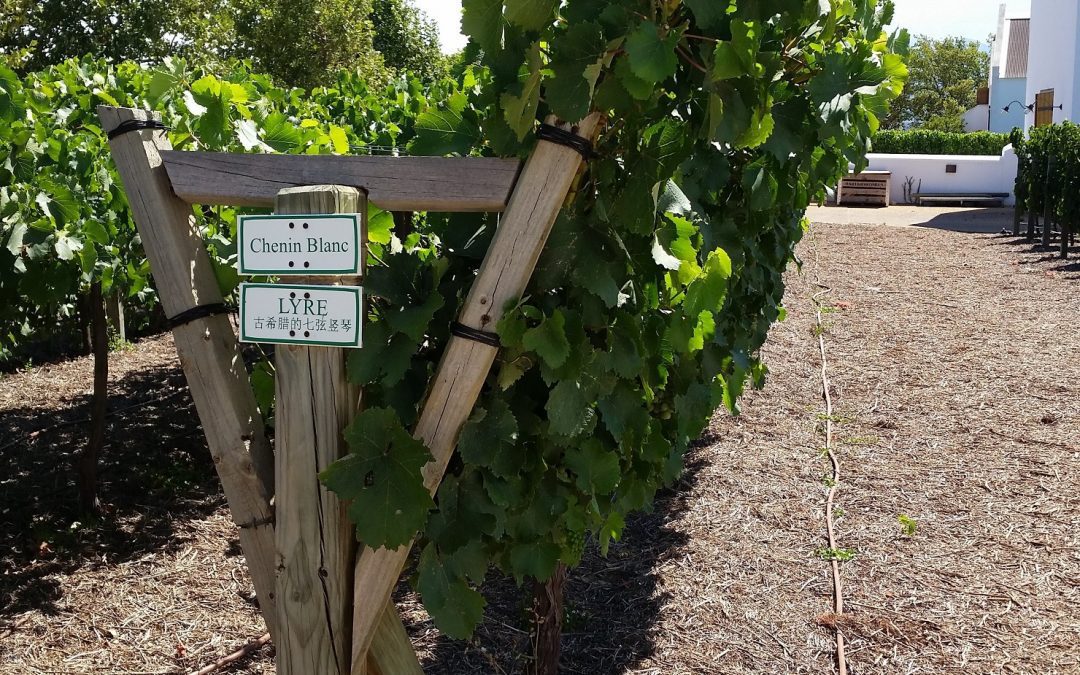 Trellis effects on wine composition (Part 2): Aroma