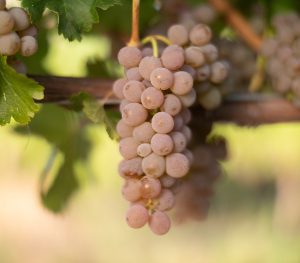 Sauvignon Gris