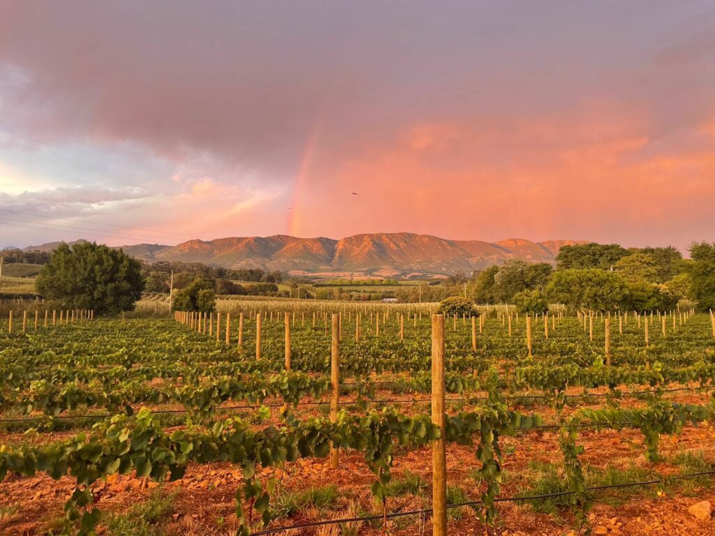 Chardonnay vineyard overlooking Oak Valley mountains