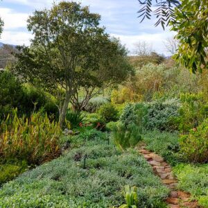 Mike Kreft's garden - a fynbos sanctuary.