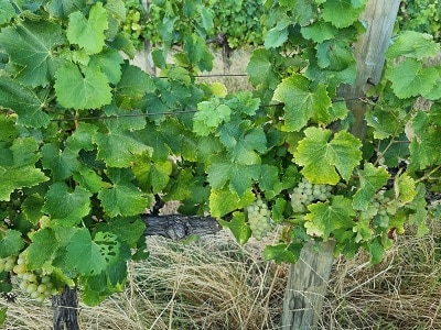 Waterlogged conditions 3