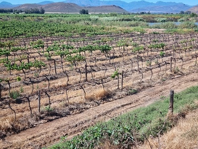 Waterlogged conditions 5