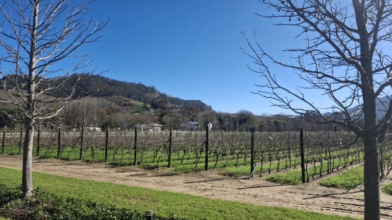 Only 2.5 of the 10 ha farm is under vine.