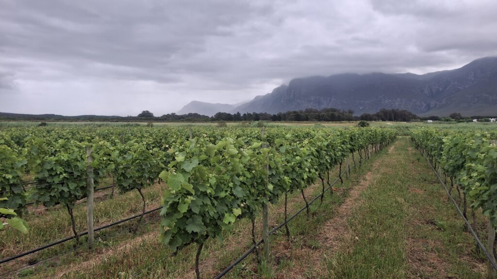 Chenel vineyards at Springfontein Wine Estate