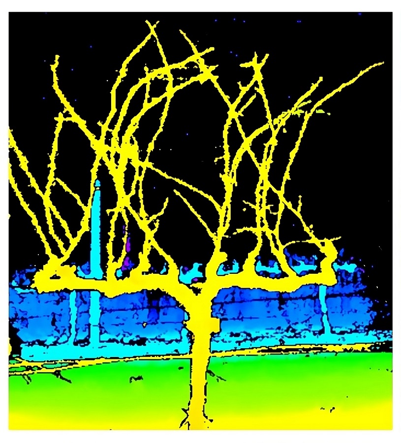 Vines