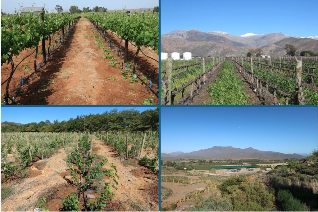 Winery wastewater