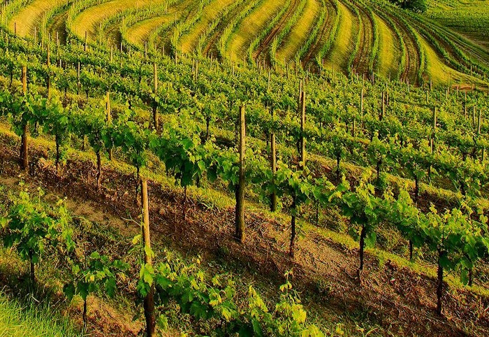 Regenerative viticulture